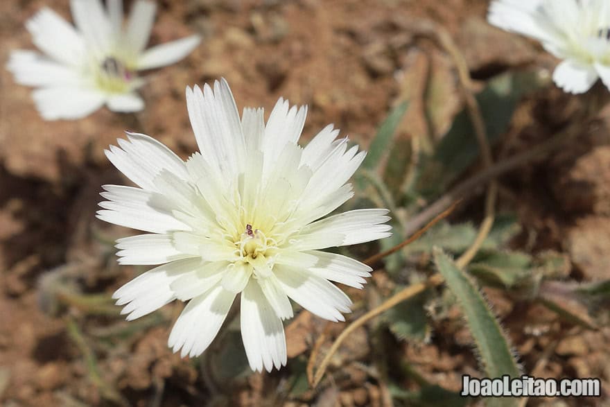 Desert fauna in Morocco 