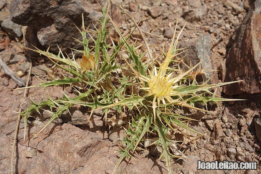 Desert fauna in Morocco 