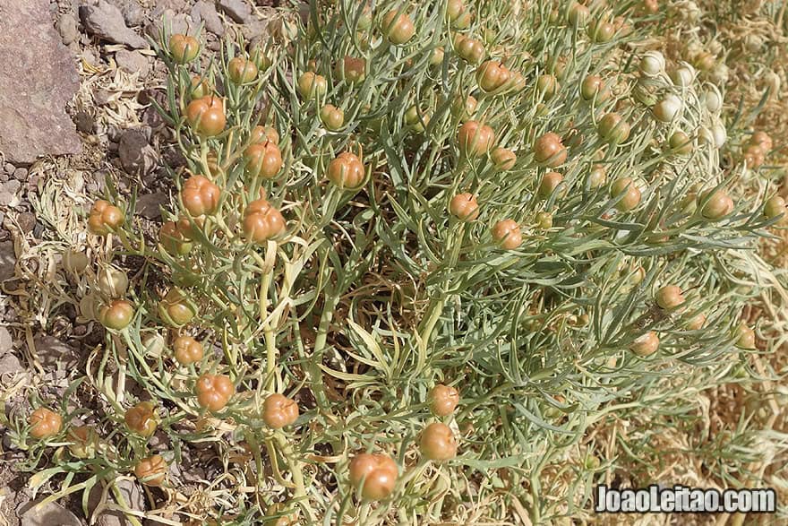 Desert fauna in Morocco 