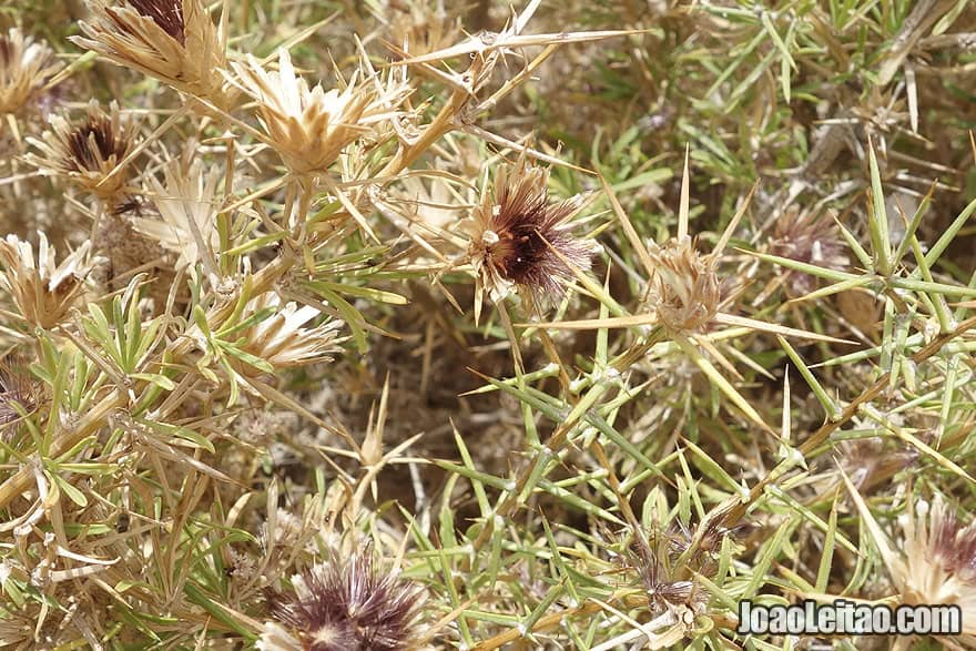 Desert fauna in Morocco 