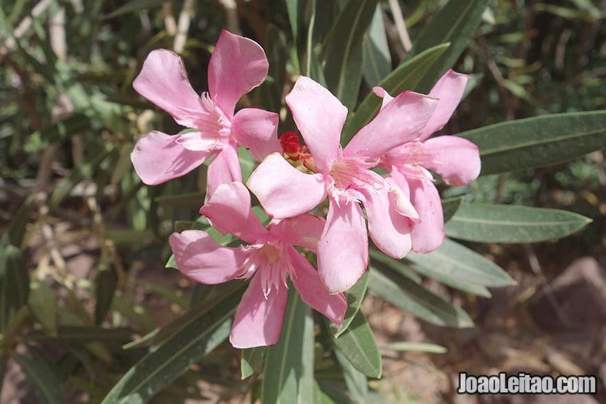 Desert fauna in Morocco 