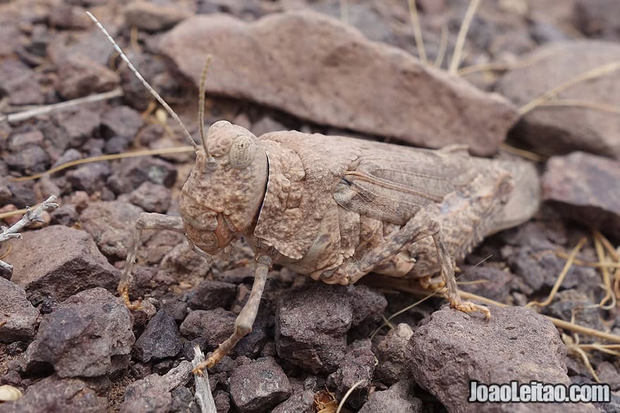 Grasshopper looking at me..l think.