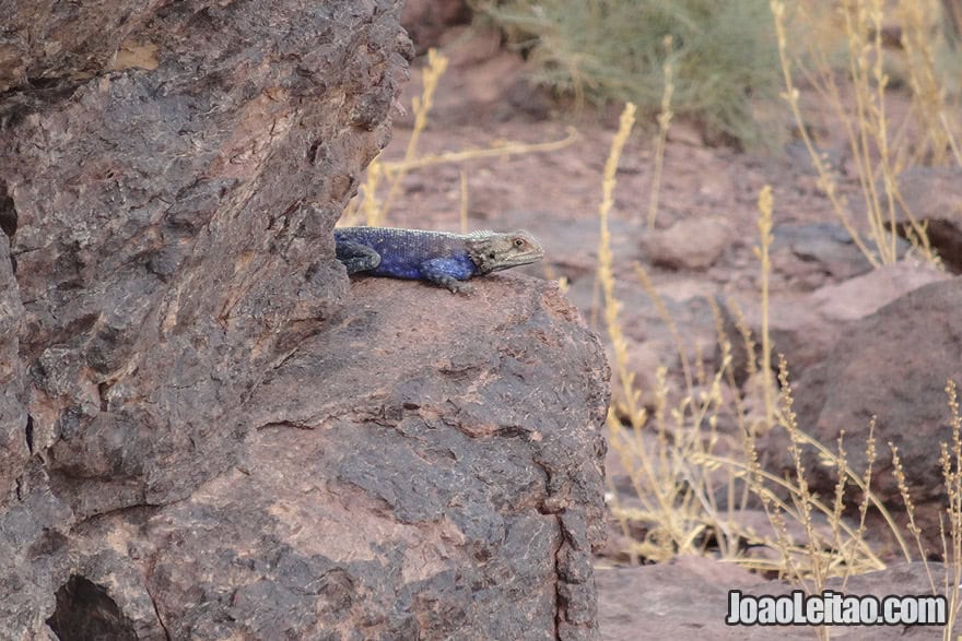 Rainbow Agama Lizard