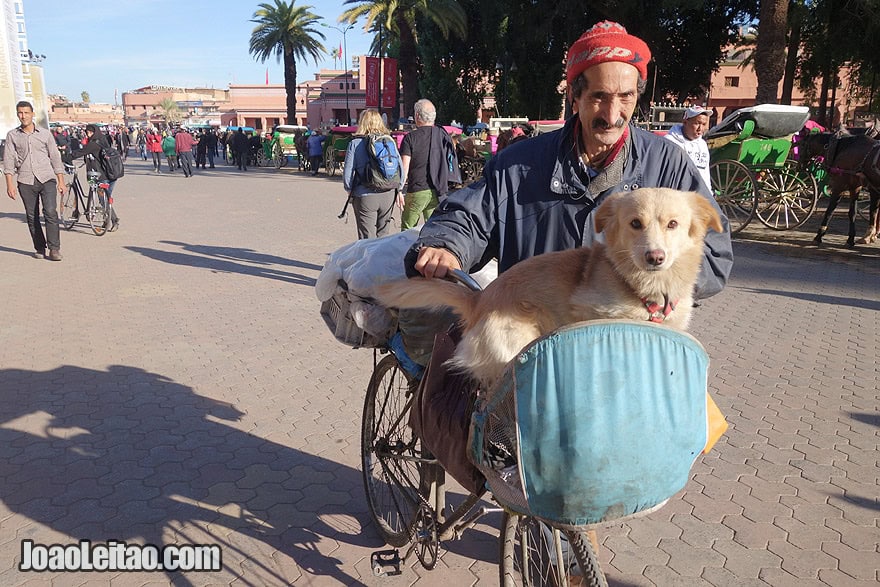 Homem com o cão de bicicleta em Marraquexe