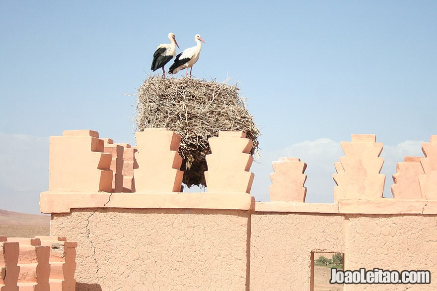 Ouarzazate City storks