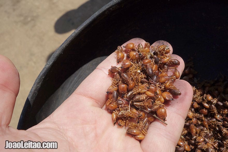 Termites for food in the jungle