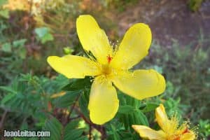 Blyde River canyon in Mpumalanga – South Africa Blyde River canyon in Mpumalanga – South Africa