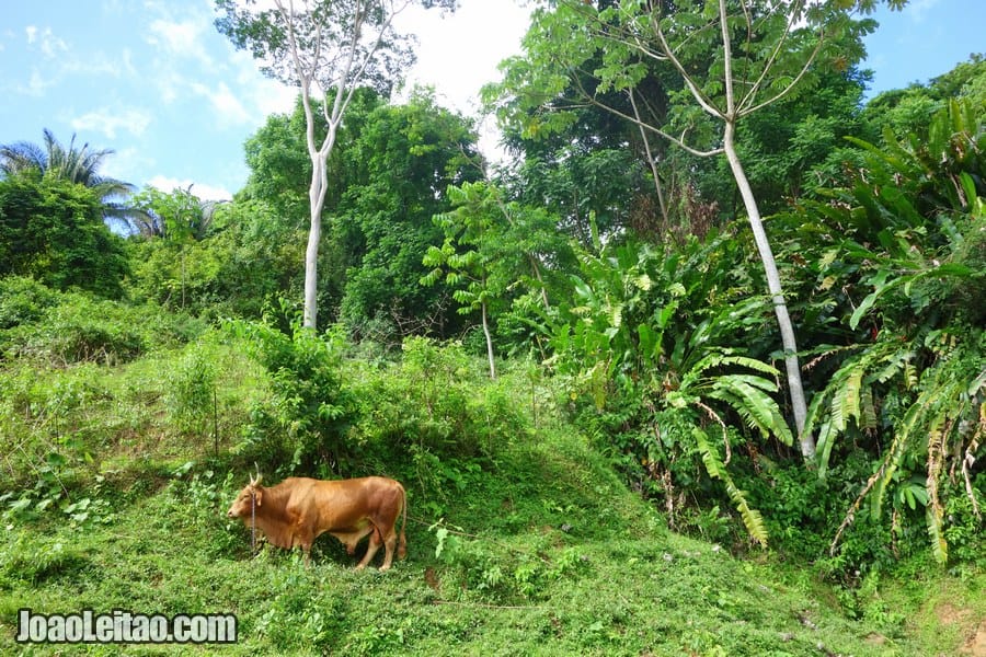 Cow in Charlotteville