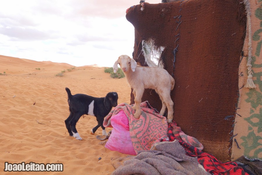Erg Chebbi Dunes in the Sahara Desert • Morocco