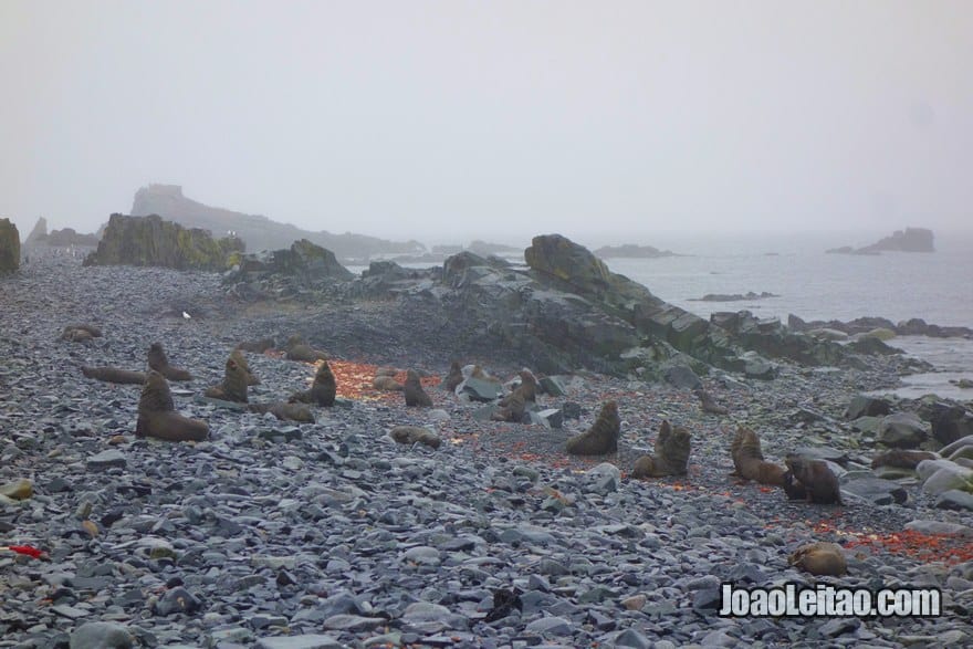 Lobos-marinhos-antárticos na praia da Ilha Meia Lua