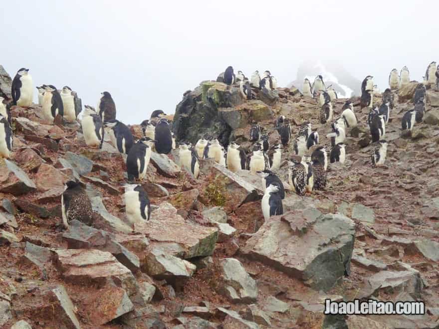 Pinguins-de-barbicha na Antártida