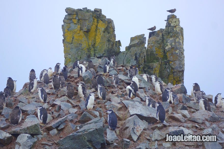 Colónia de pinguim-de-barbicha na Antártida