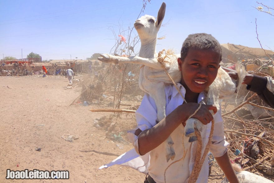 Kid carrying goat in Hargeisa animal market 