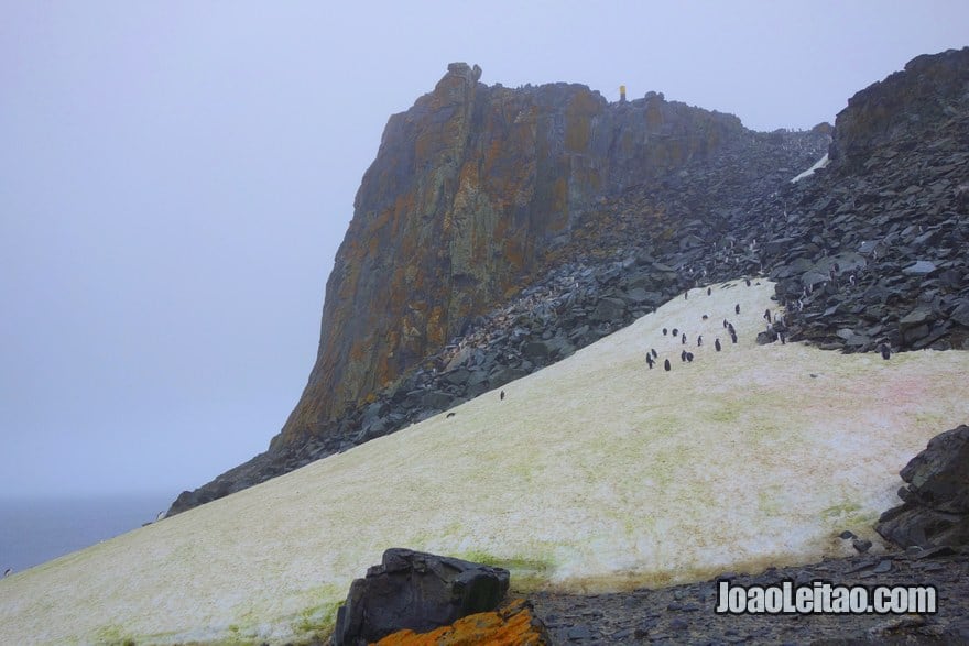 Montanhas rochosas e uma ladeira de gelo com pinguins na Ilha Meia Lua