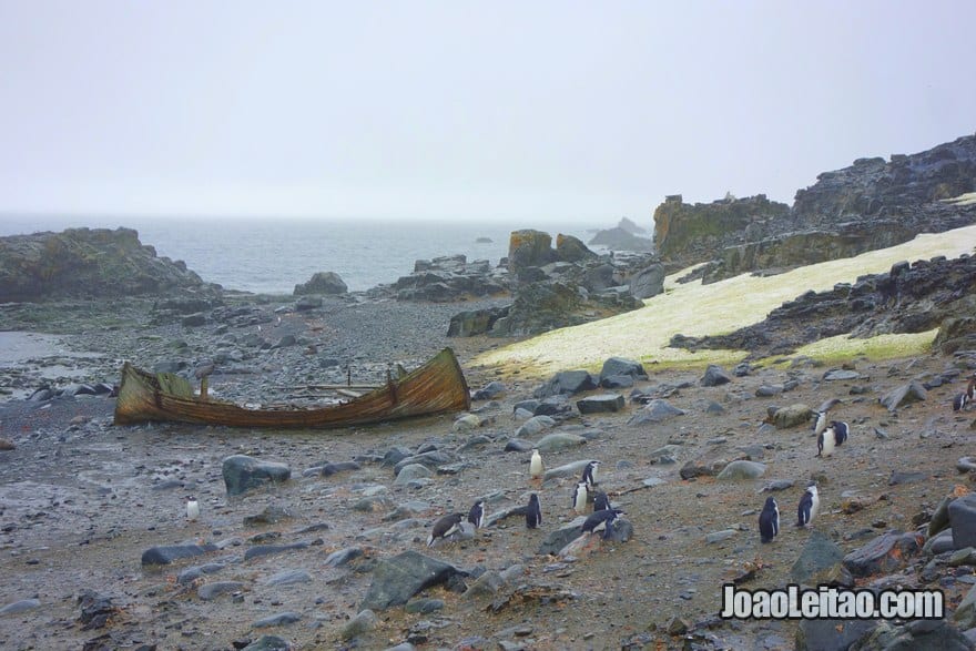 Um barco de madeira naufragado perto de pinguins e lobos-marinhos-antárticos na Ilha Meia Lua