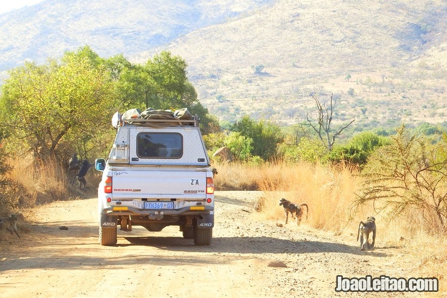 DPreciso de um jipe para fazer o meu próprio safari na África do Sul