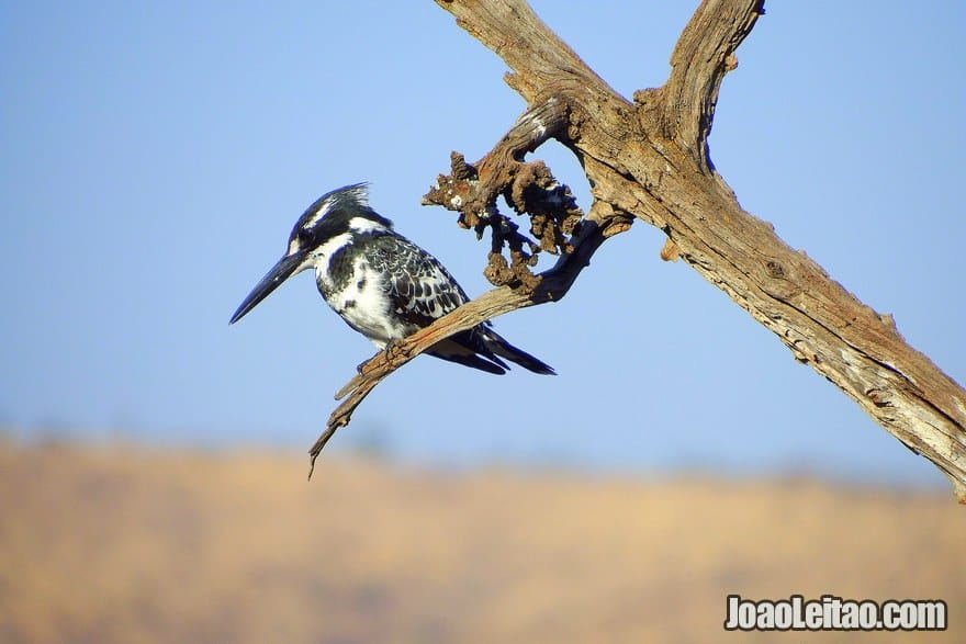 Are there any birds around South African parks?