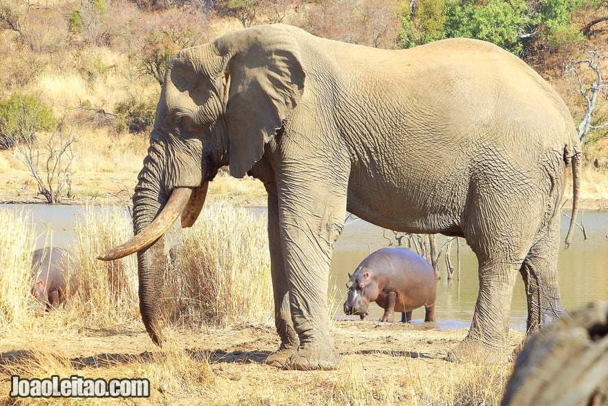 Elefante e hipopótamos na África do Sul