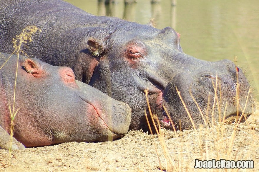 Hippos in South Africa