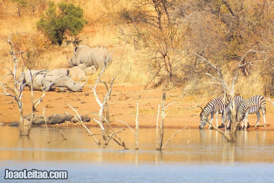 Zebras e rinocerontes na África do Sul