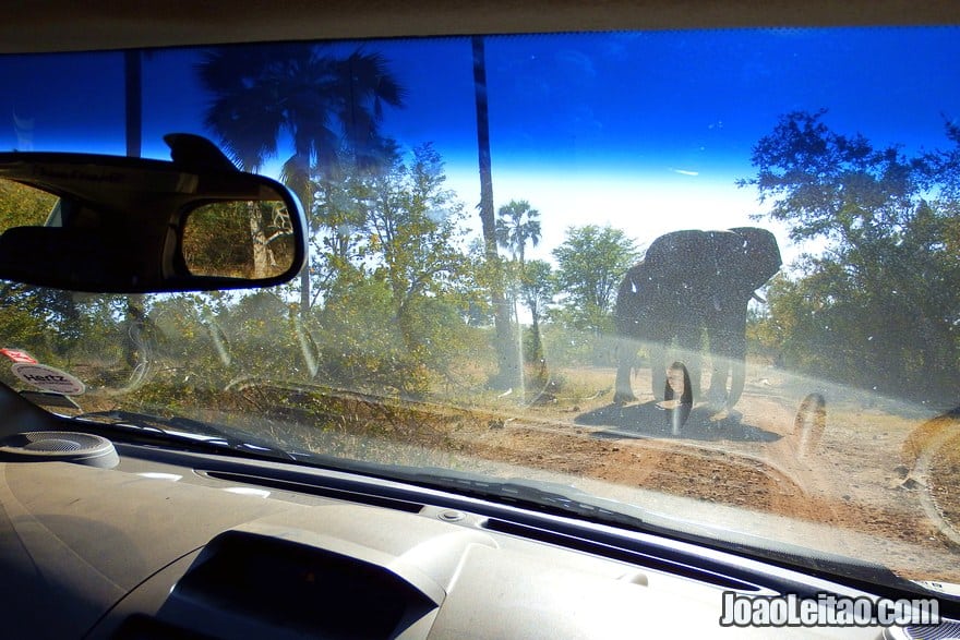 Elephants can completely destroy your car