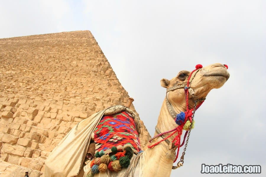 Camel in front of the Pyramid of Menkaure