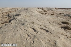 Al Jassasiya Rock Carvings in Qatar