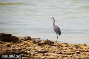 Brouq Nature Reserve in Qatar