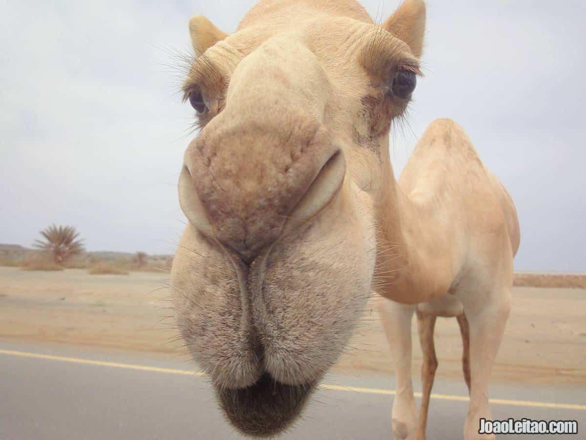 CAMEL OMAN