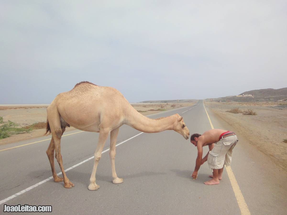 FEEDING CAMEL OMAN