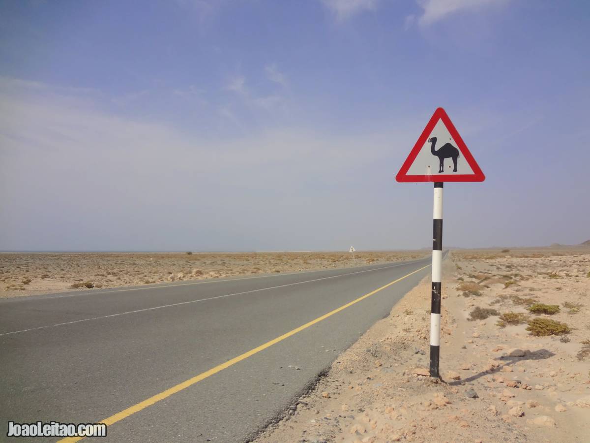 CAMEL ROAD SIGN OMAN