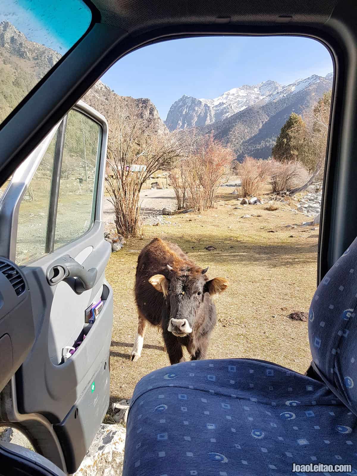 Uma vaca simpática no Parque Nacional Kyrgyz-Ata