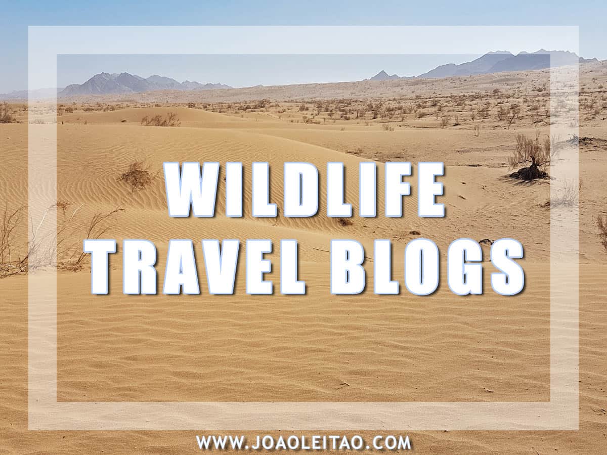 WILDLIFE TRAVEL BLOGS