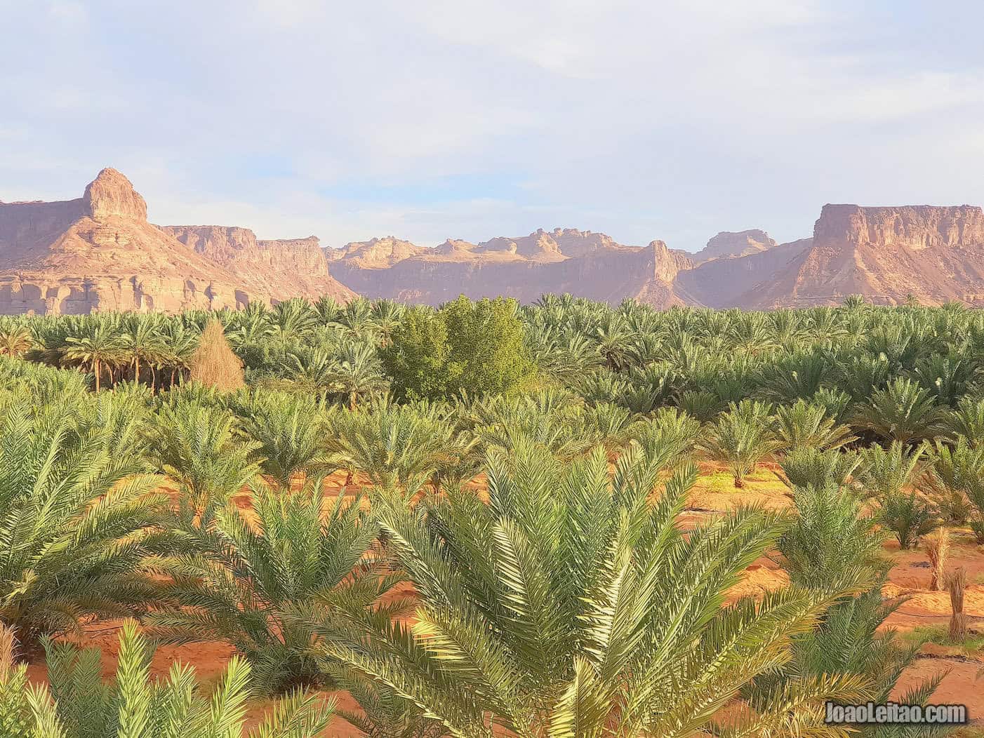 PALM GROVE IN SAUDI ARABIA