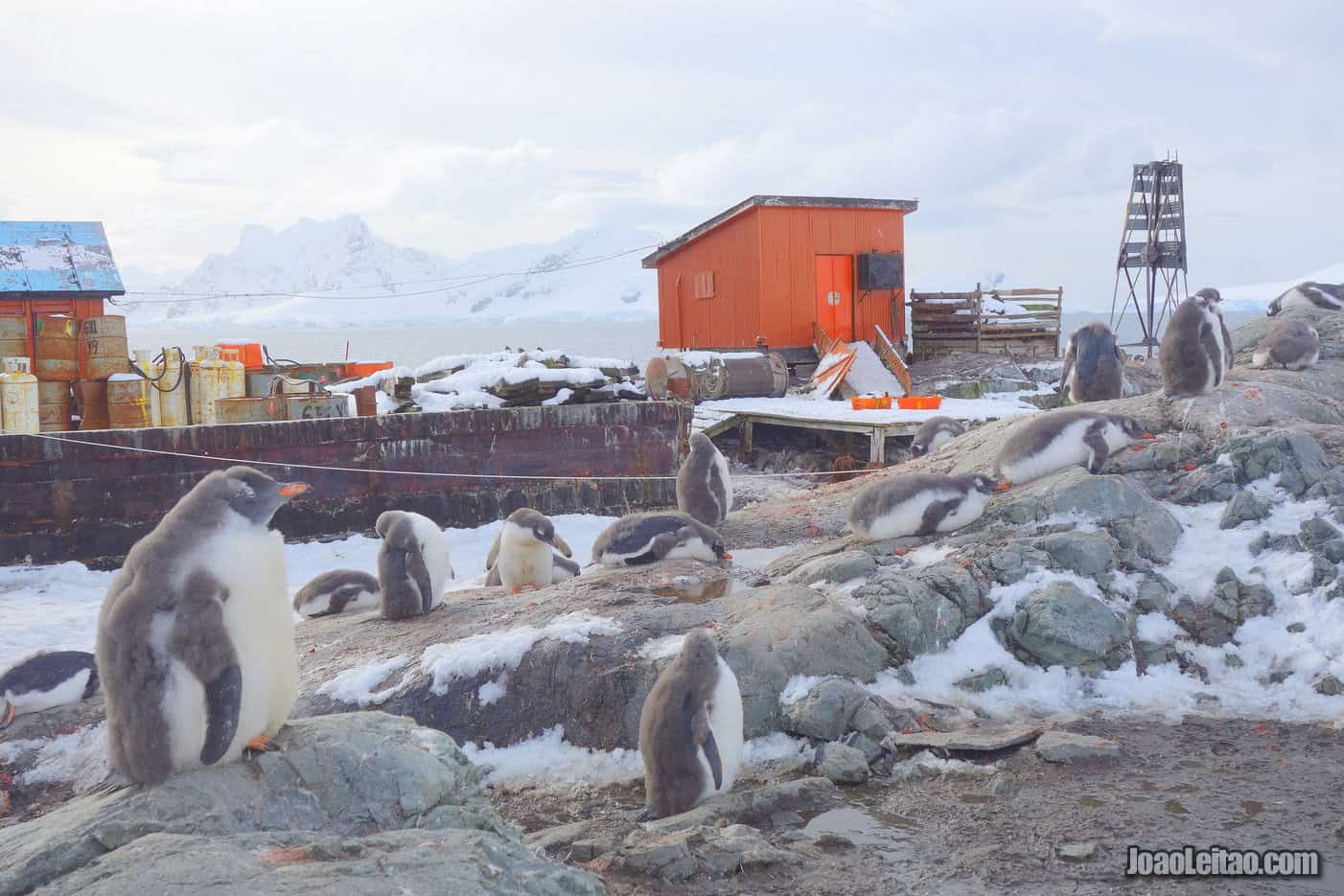 Visit Almirante Brown Antarctic Base