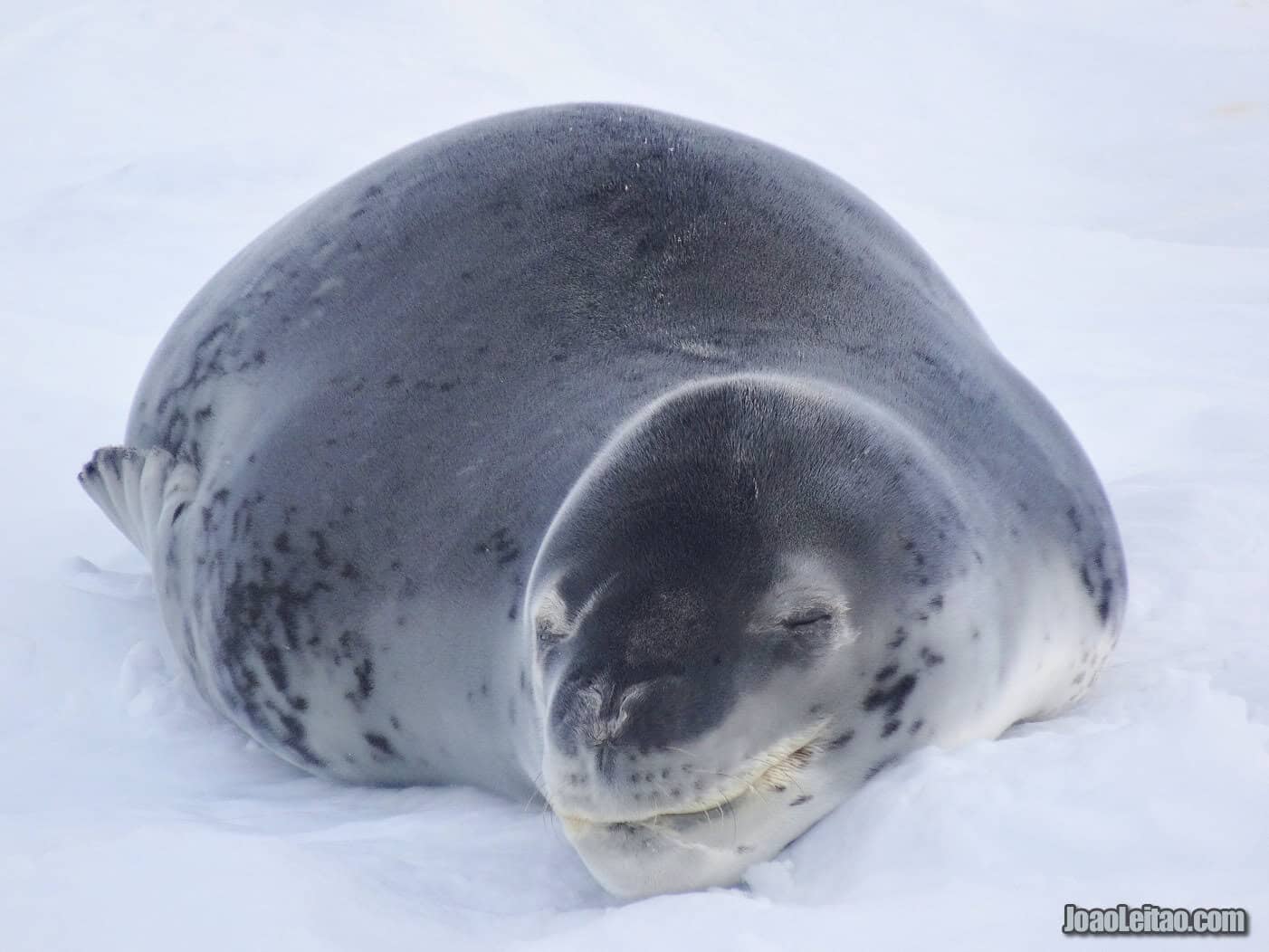 Animals in Antarctica