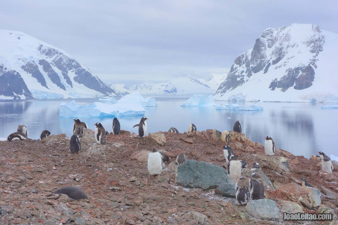 Visit Danco Island in Antarctica