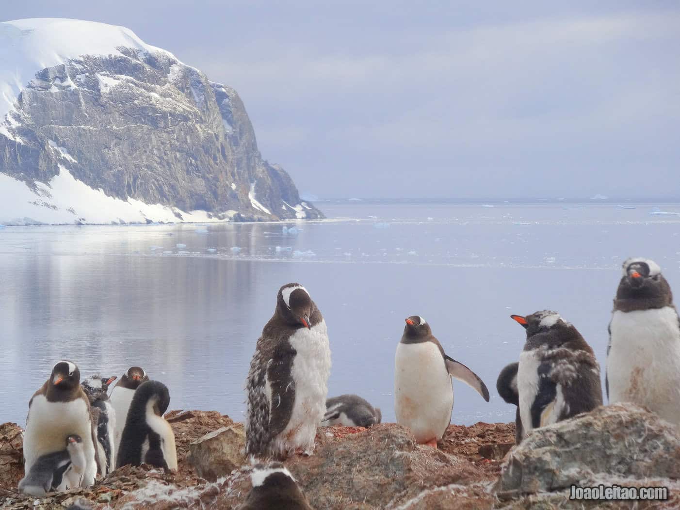 Danco Island in Antarctica