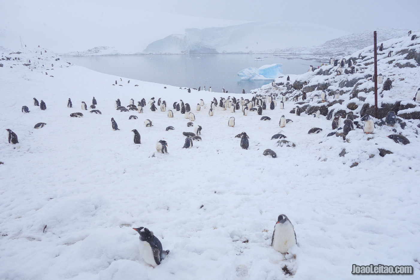 Visit Goudier Island in Antarctica