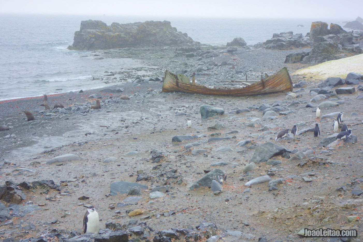 Visit Half Moon Island in Antarctica