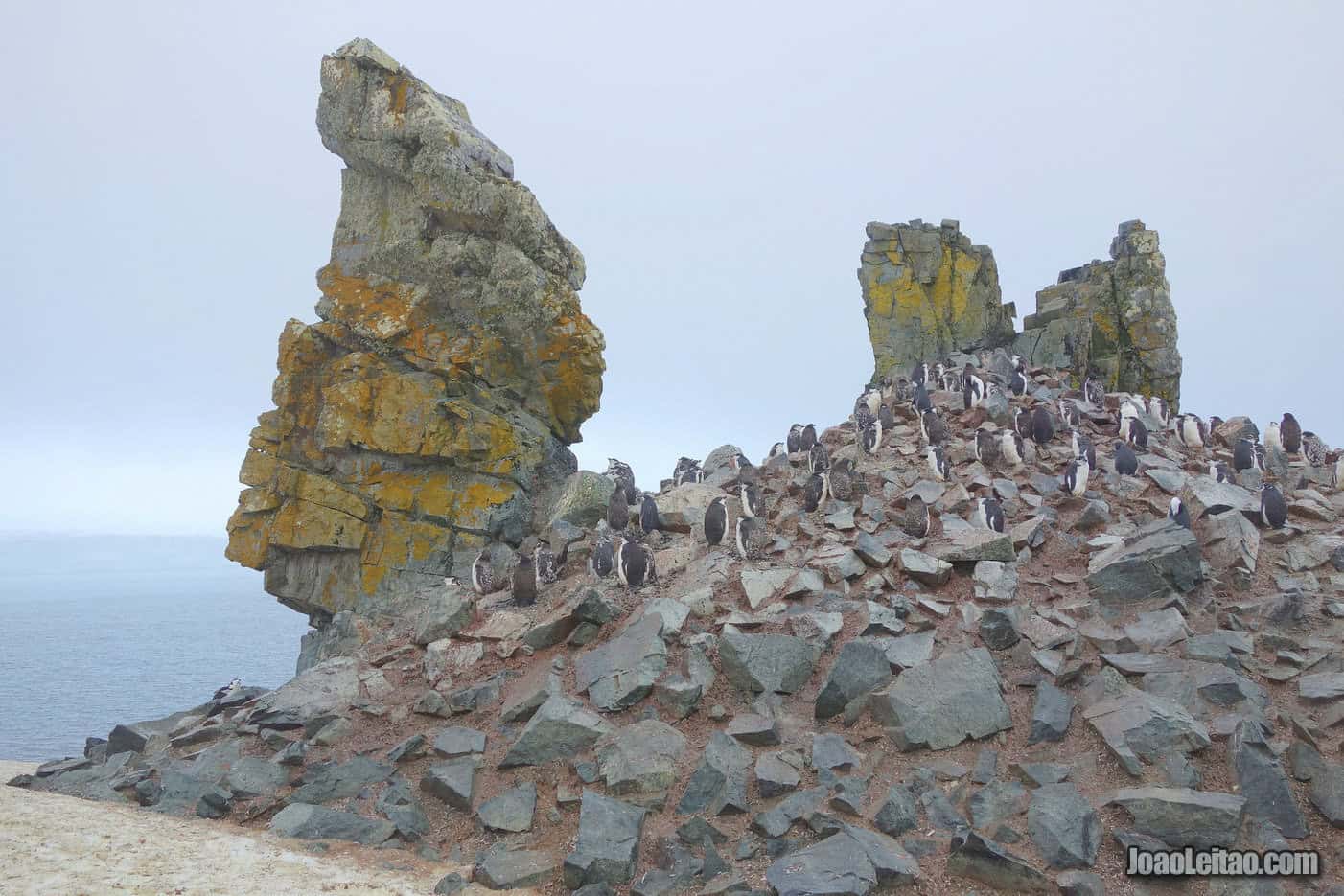 Visit Half Moon Island in Antarctica