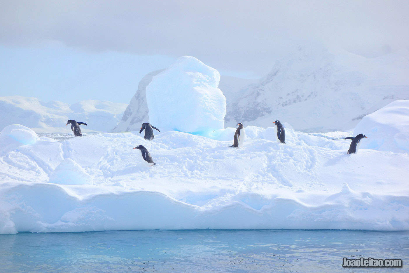 Visit Neko Harbour in Artarctica