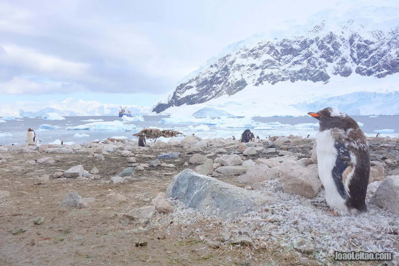 Visit Neko Harbour in Artarctica