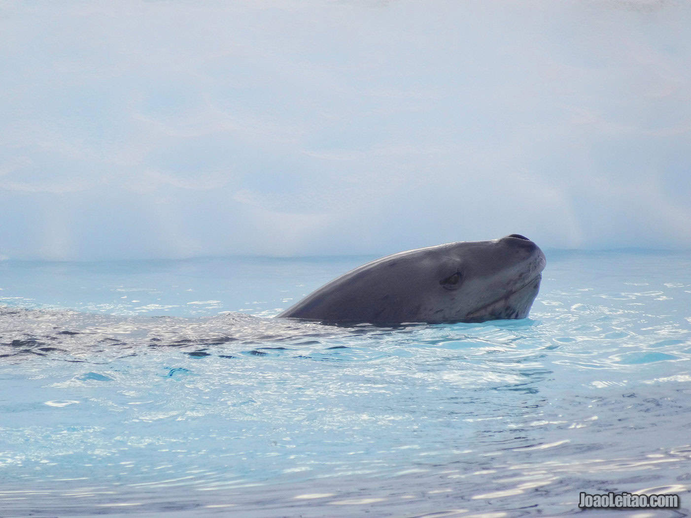 Observing Wildlife in Antarctica