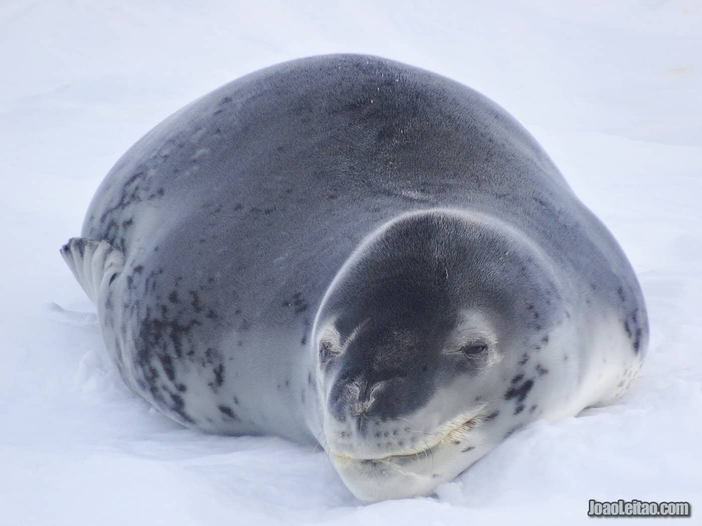 Visit Paradise Harbor in Artarctica