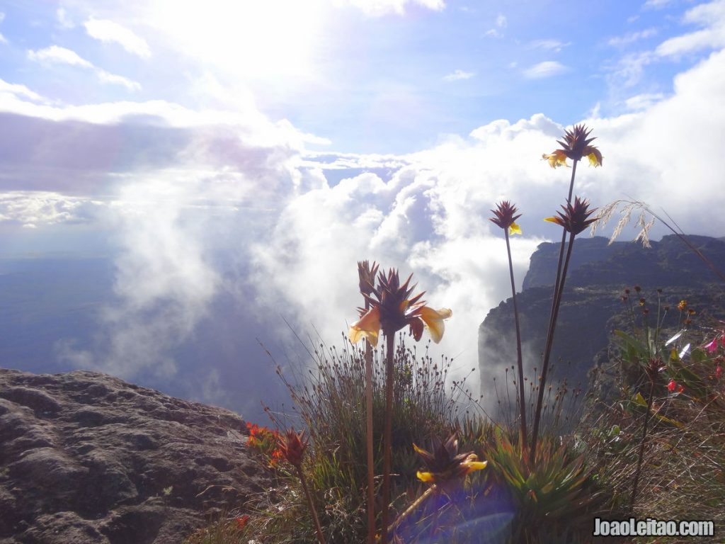 Mount Roraima 6-day Trekking Tour