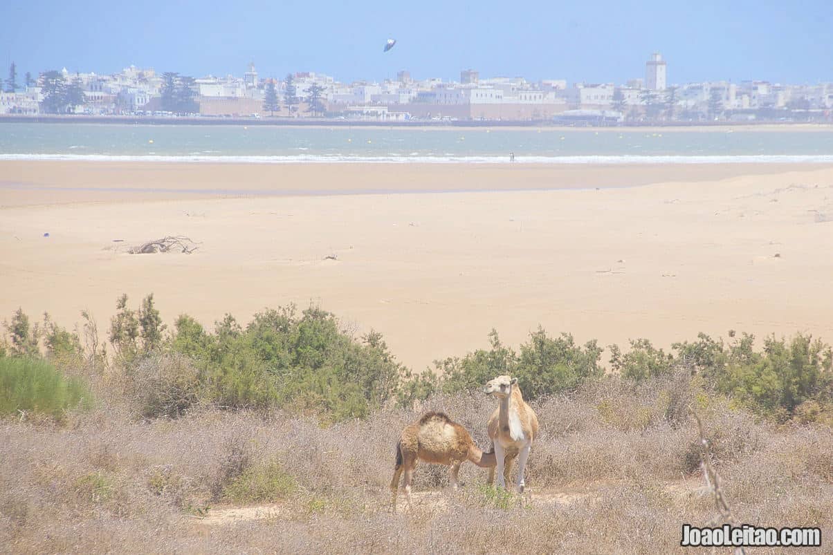 When to Visit Essaouira