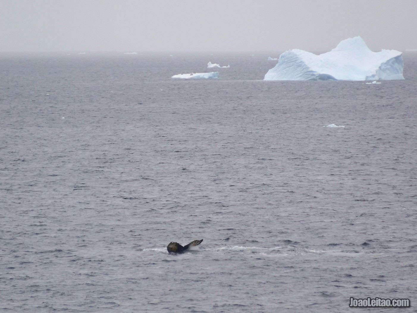 Visit Wilhelmina Bay in Antarctica