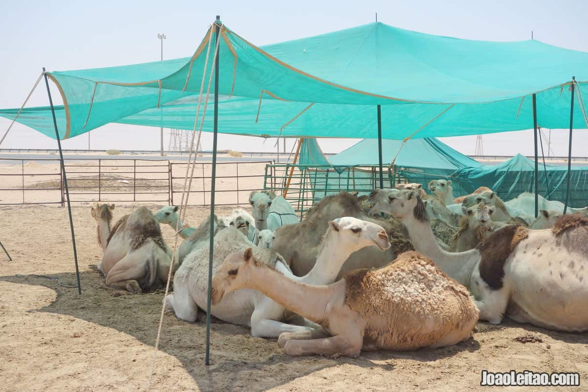 Camel Farms in Kuwait