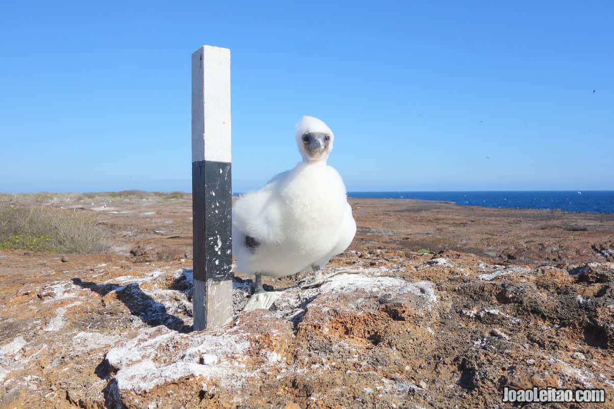 Genovesa Island Galapagos in Ecuador